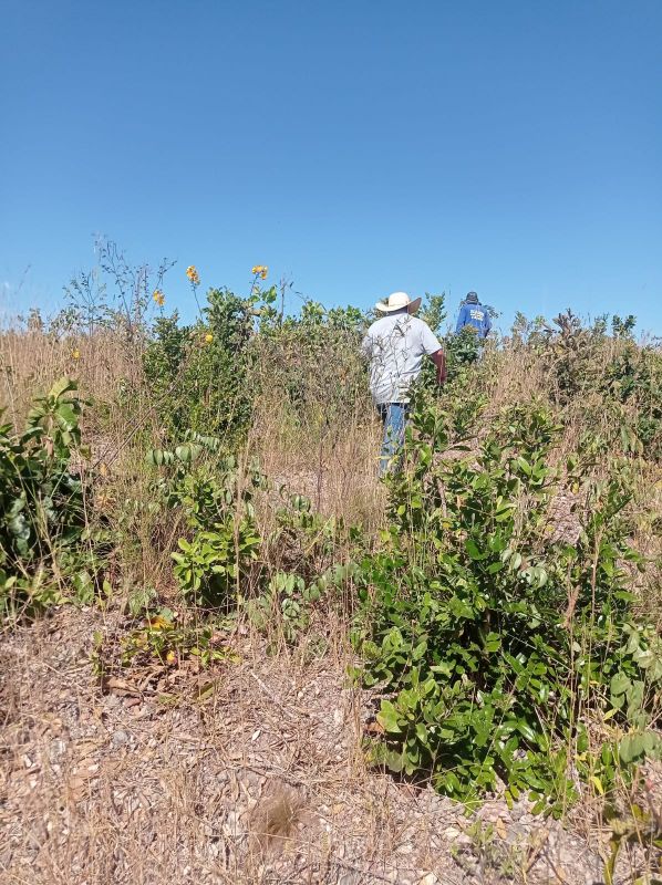 Fazenda à venda - Foto 4