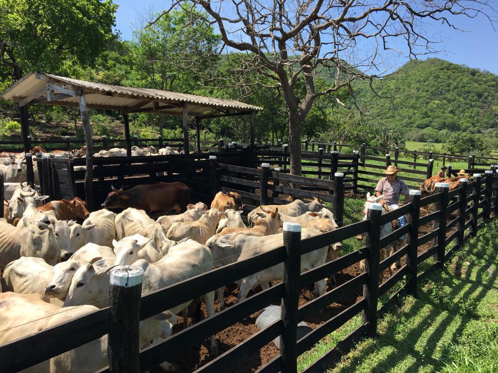 Fazenda à venda - Foto 3