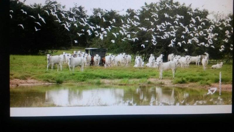 Fazenda à venda - Foto 16